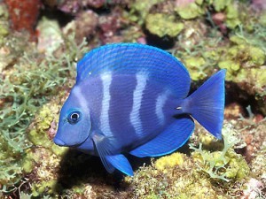 freshwaterfish-300x225